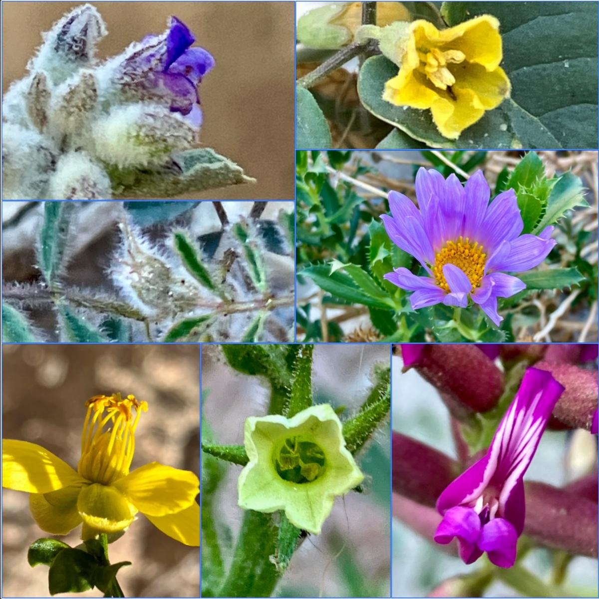 Blooms in Fish Creek