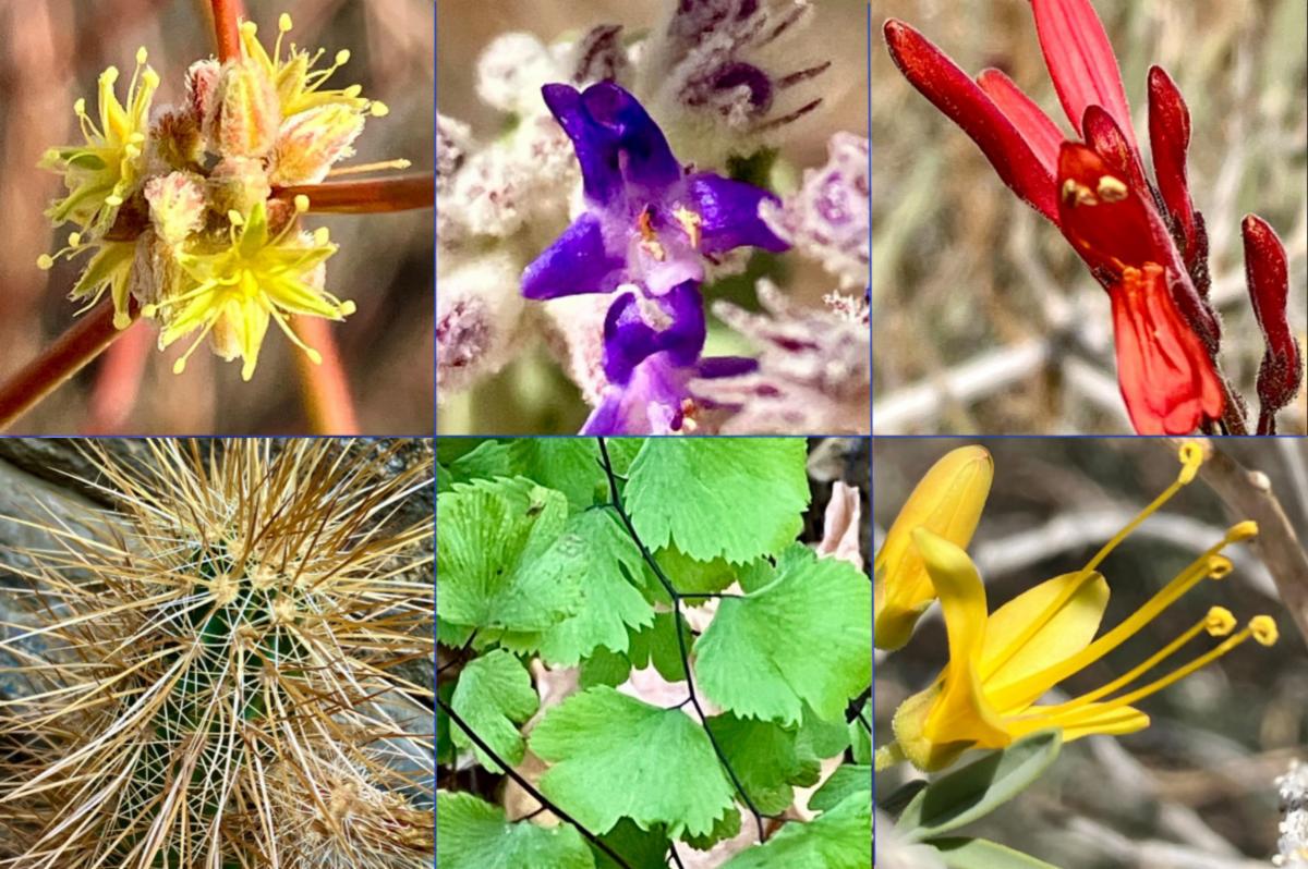 Blooms in Hellhole Canyon